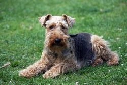 Paroxysmal Dyskinesia in Welsh Terriers: Symptoms & Care Guide