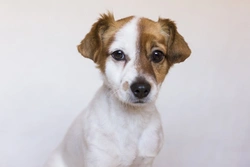 6 Important Facts Every Dog Owner Should Know About Kennel Cough