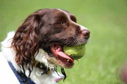 Playing Fetch: Training Dogs to Return and Drop the Ball