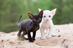 Owning a Cornish Rex Cat: Lively, Affectionate Companions