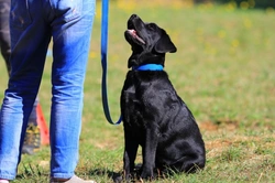 How to Motivate a Labrador Retriever During Training