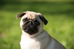 Managing Pug Shedding: Effective Coat Care Tips