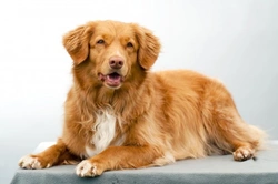 Nova Scotia Duck Tolling Retriever Health & Testing Guide