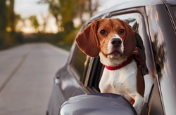 Can you take a dog in a taxi? UK rules and tips 2025