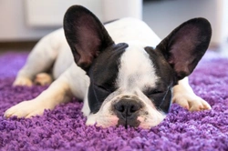 The sleeping habits of puppies: What you need to know
