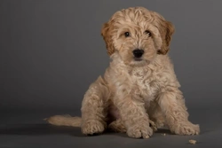 How to Train Your Cockapoo Puppy: step-by-step guide