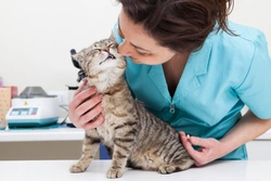 Vaccinations for Life: Are They Worth It for Pets?
