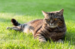 Fatty Liver Disease in Cats: Causes, Symptoms & Treatment