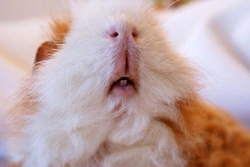 Guinea Pig Teeth: Signs, Problems & Care Guide