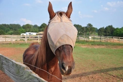 Protecting Your Horse from Flies: Essential Tips for 2025