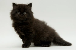 Cats and Superstition: 25 Fascinating Folk Tales