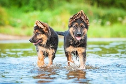 Can German Shepherds Swim? A Complete Guide to Safety & Training