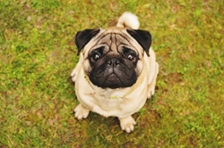 May-Hegglin Anomaly DNA Testing for Pugs: UK Guide 2025