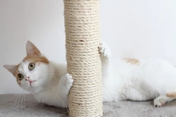 Is a Cat Climbing Frame Essential or Just a Gimmick?