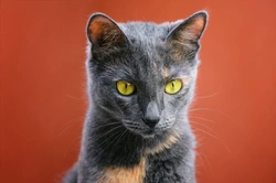 Top 4 Common Health Issues That Affect Cats