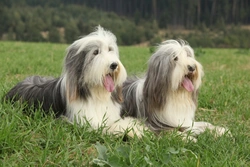 Long-term Health Overview for the Bearded Collie
