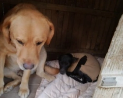 Adozioni cani: Tommy e Rocky, due amici inseparabili