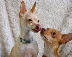 Le regolamentazioni della monta