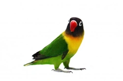 Complete Guide to Masked Lovebird Care and Breeding
