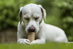 Understanding Digestion and Indigestion in Dogs