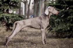 Weimaraner Hereditary Health and Longevity Guide