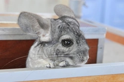 Basic Chinchilla Tips: Care, Diet & Housing Guide