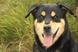 Aspergillosis in Dogs: Causes, Symptoms & Treatment Explained