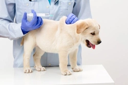 The importance of vaccinating your dog: Protect health & happiness