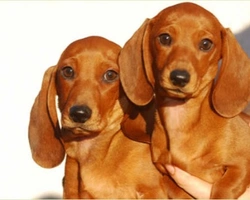 A quale età il cucciolo può lasciare la mamma?