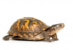 Turtles and Tortoises That Live Mostly on Land