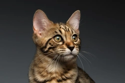 Por qué los gatos maúllan de noche: razones y soluciones