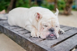 5 Essential Summer Care Tips for English Bulldogs