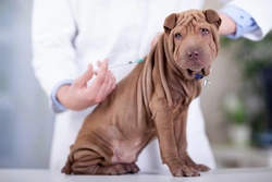 Five common vaccination questions from UK dog owners