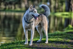 Top Dog Breeds Most Likely to Roam or Wander Off