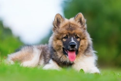 10 Considerations Before Getting a Puppy