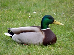 How to Care for Bantam Ducks During Winter Months
