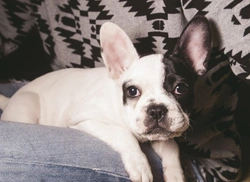 7 Dog Breeds That Thrive in Apartment Living