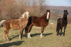 Understanding the Pecking Order of Horses: Social Hierarchy Explained