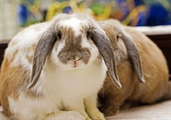 Complete Guide to Keeping Rabbits as Pets
