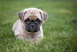 Is a Chug the right dog for you?