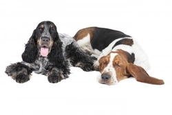 Hush Basset Guide: Temperament, Care & Puppy Search