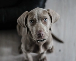 Come capire se un cane è maschio o femmina?