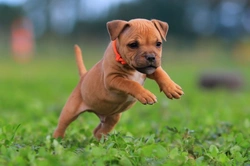 10 Essentials About Staffordshire Bull Terriers Before You Buy
