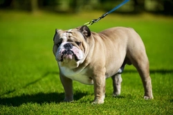 Pedigree Dogs Exposed: Three Years On – What’s Changed?