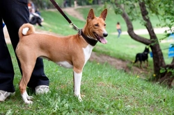 Dog Owner's Etiquette: Respectful Walking Tips