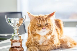 Hints On Showing Maine Coon Cats: Essential Tips for Success