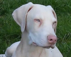 Dobermann albino: foto, info e dove poterlo trovarlo in Italia?