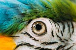 How to catch an escaped parrot when you find them