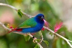 Parrotfinch Family Guide: Care, Species & Breeding Tips