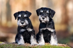 10 Essential Facts Before Buying a Miniature Schnauzer